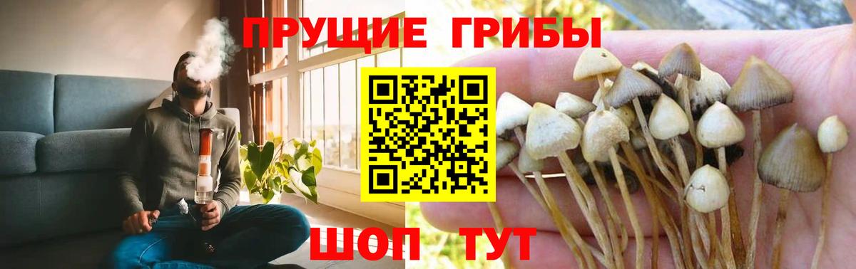 Псилоцибиновые грибы Psilocybine cubensis Бийск